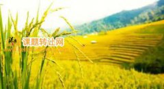 城市规划专业课题参与研究的方法